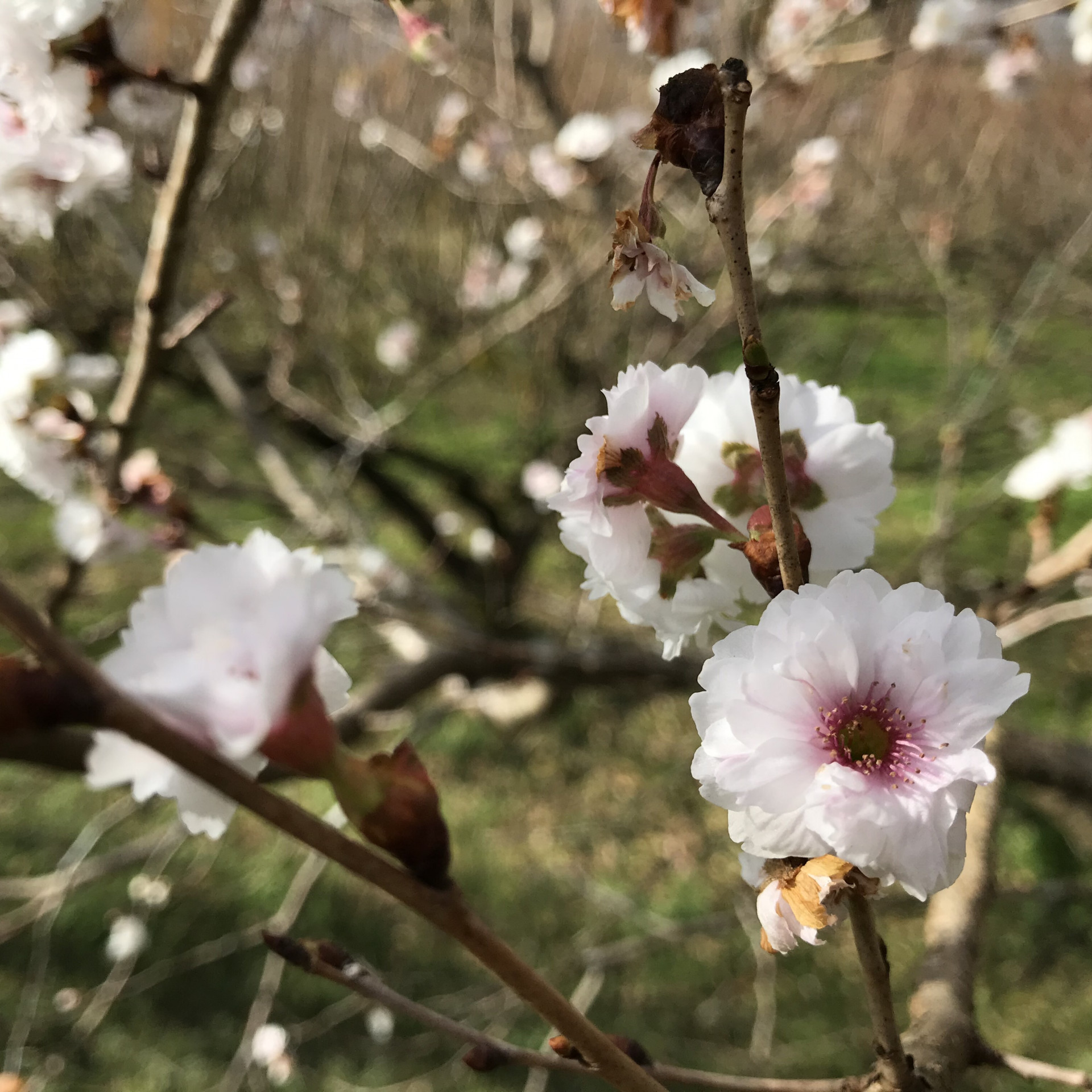 梅の剪定 子福桜 里山のおはなし 叶 匠壽庵