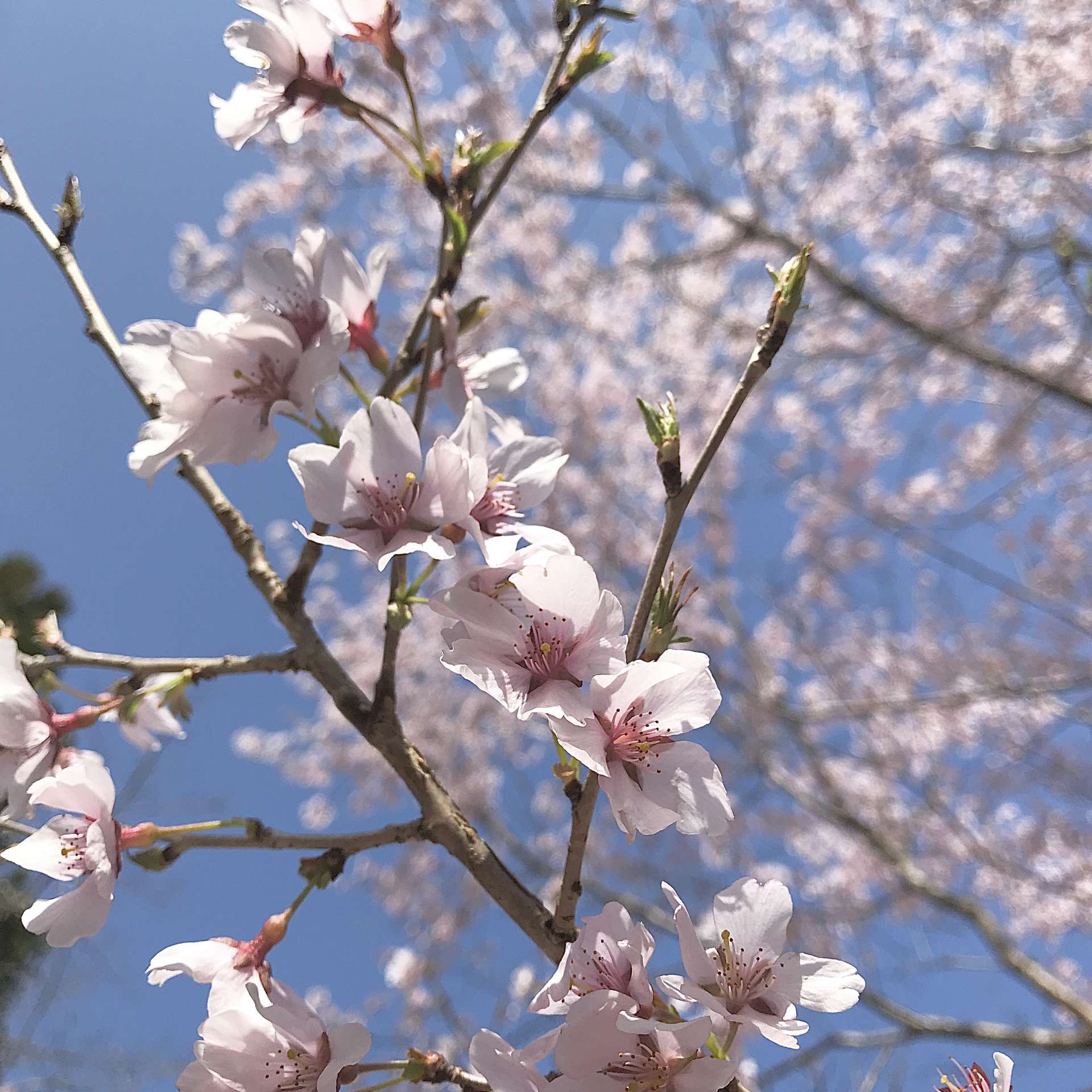 桜  里山のおはなし｜叶 匠壽庵