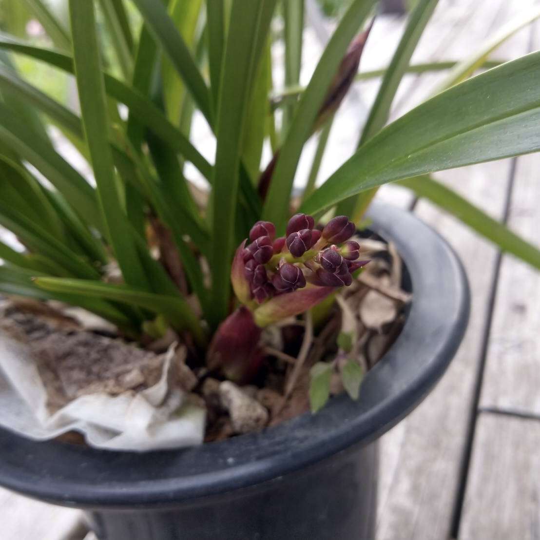 キンリョウヘン | 里山のおはなし｜叶 匠壽庵