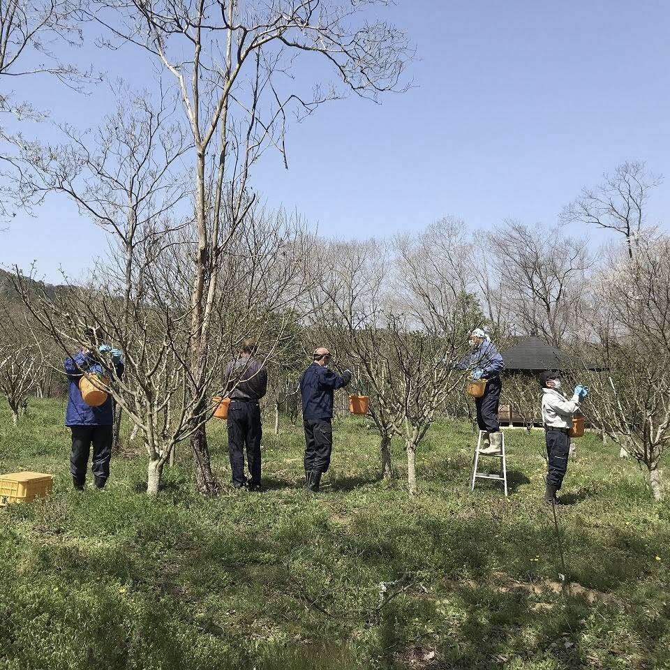 花山椒 里山のおはなし 叶 匠壽庵