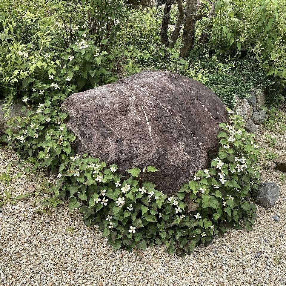 ドクダミの首飾り 里山のおはなし 叶 匠壽庵