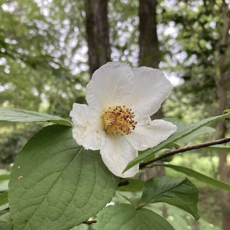 ナツツバキ 里山のおはなし 叶 匠壽庵