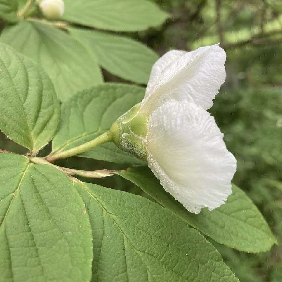 ナツツバキ 里山のおはなし 叶 匠壽庵