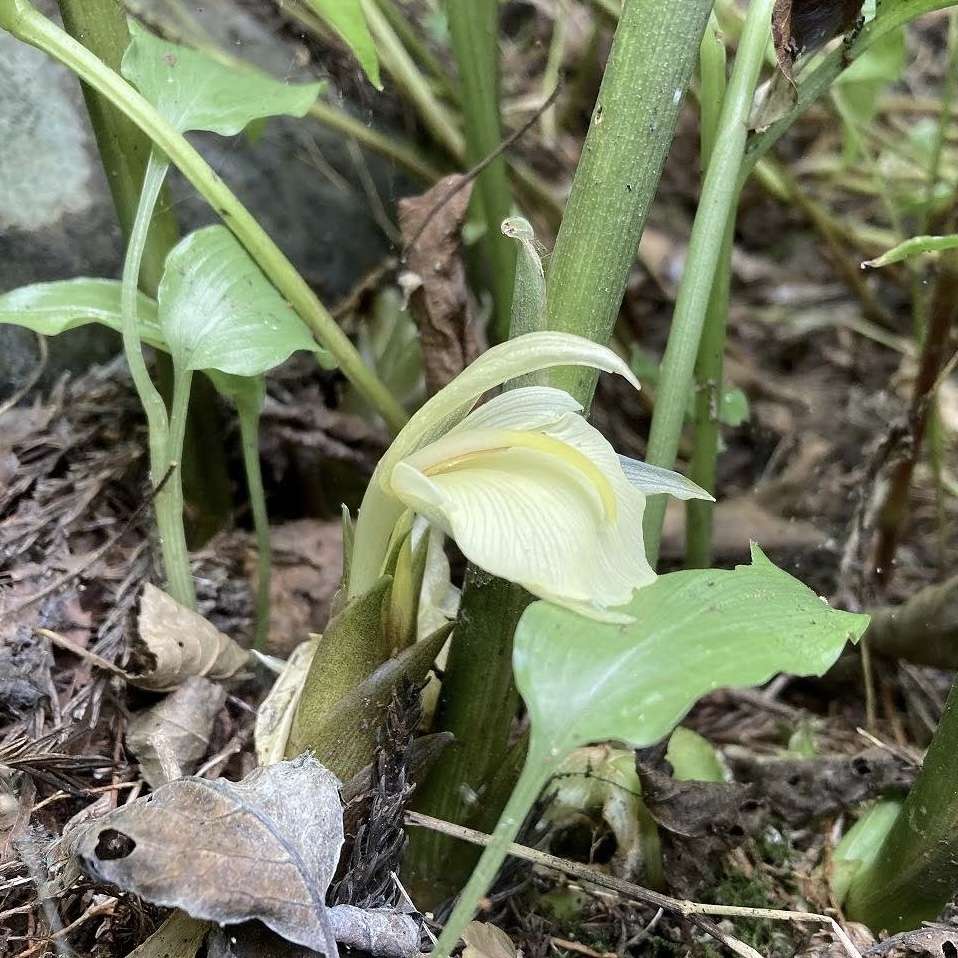 ミョウガの花 里山のおはなし 叶 匠壽庵