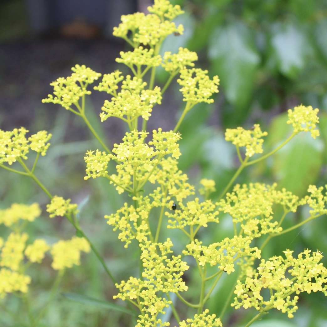 女郎花 里山のおはなし 叶 匠壽庵