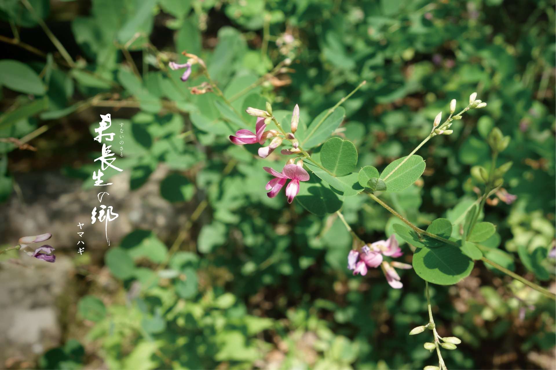 株式会社叶匠寿庵