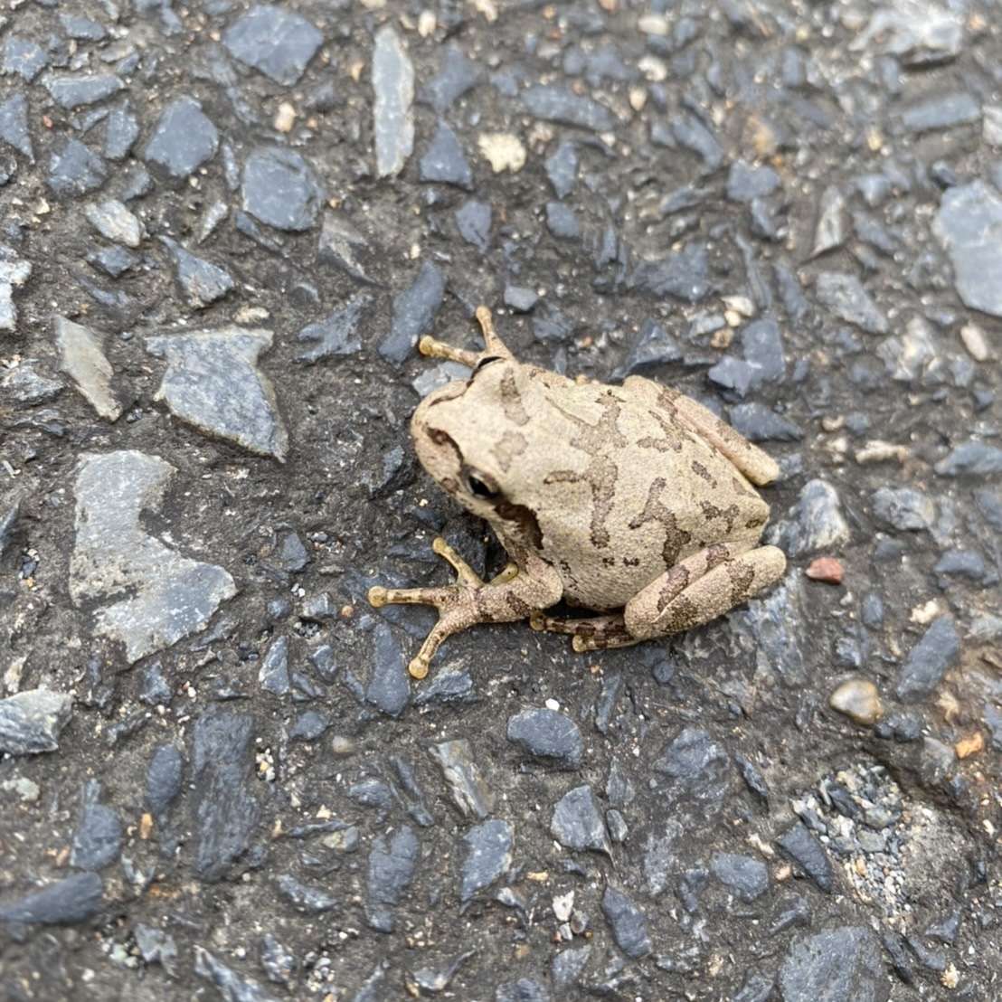 アマガエル 里山のおはなし 叶 匠壽庵 アマガエル 里山のおはなし 叶 匠壽庵