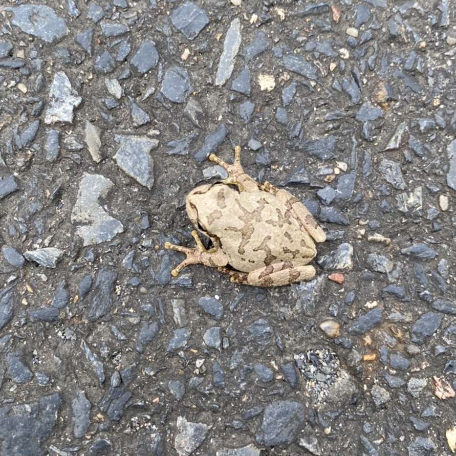 アマガエル 里山のおはなし 叶 匠壽庵 アマガエル 里山のおはなし 叶 匠壽庵