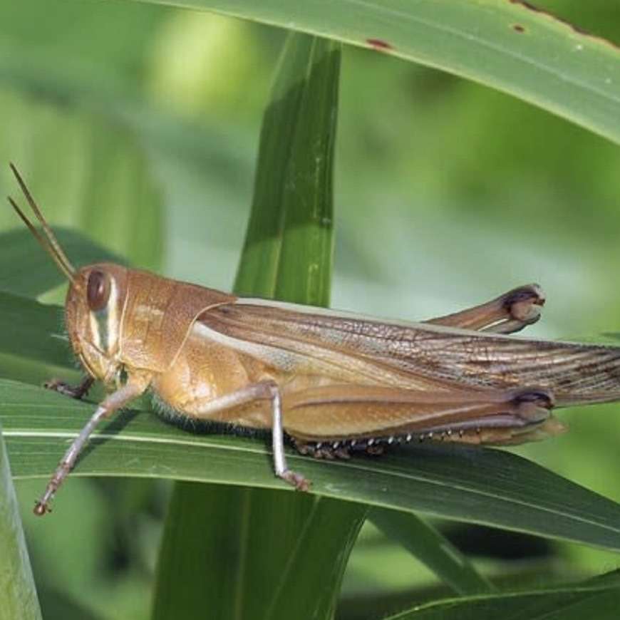 黄色いバッタ 里山のおはなし 叶 匠壽庵