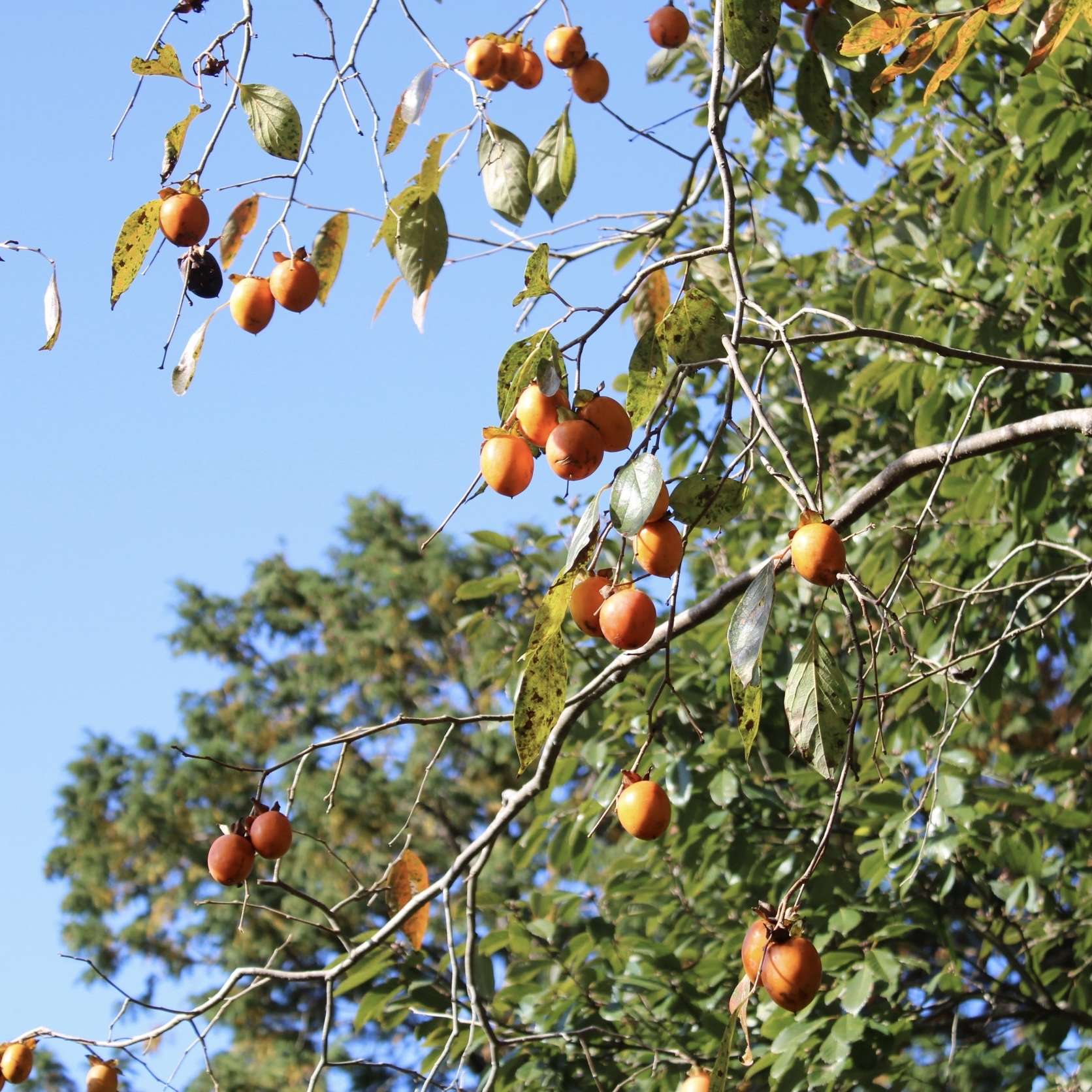 実りの秋 里山のおはなし 叶 匠壽庵