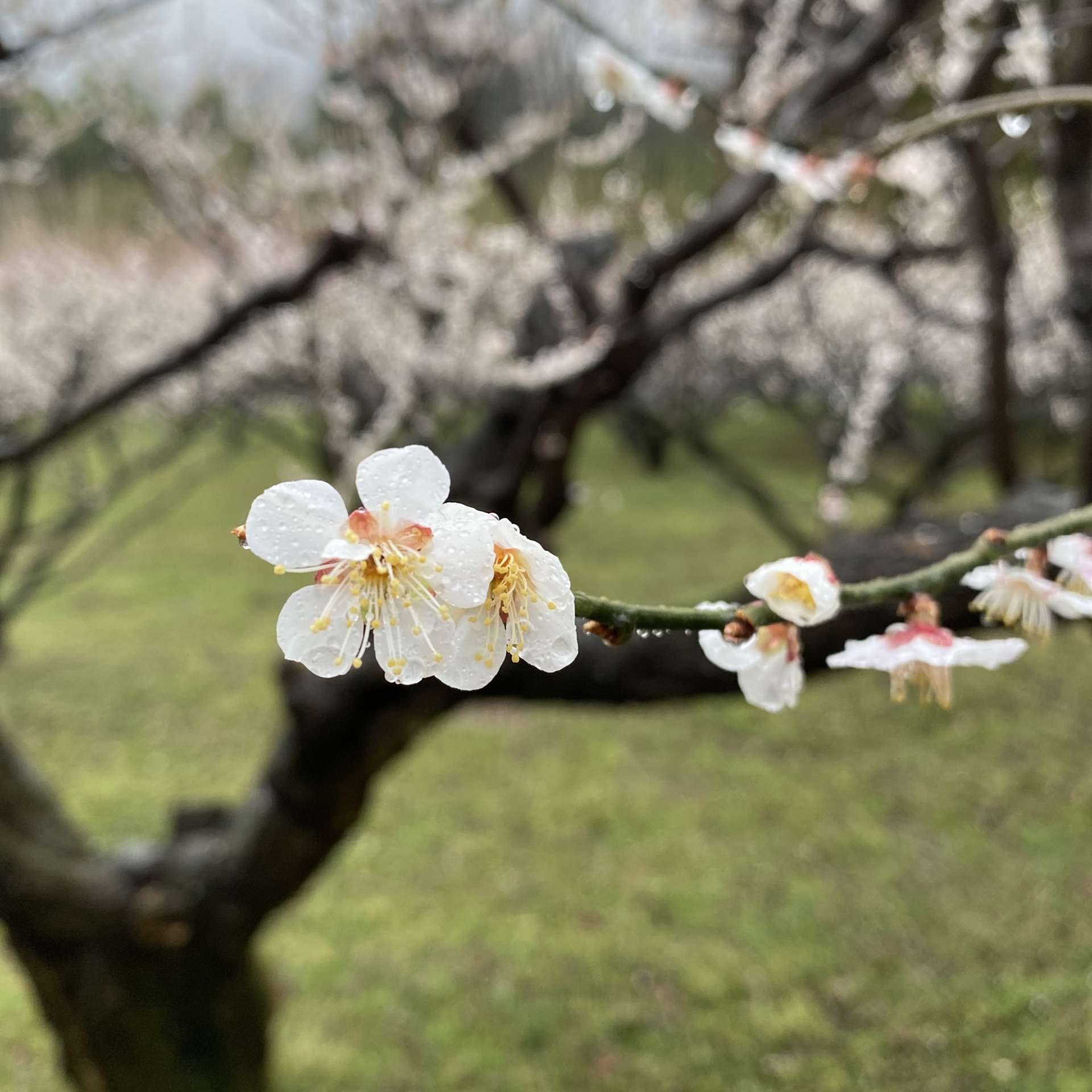 花のおはなし 里山のおはなし 叶 匠壽庵