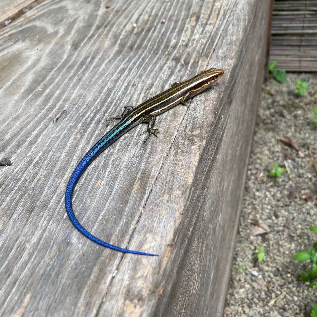 ニホントカゲの子ども | 里山のおはなし｜叶 匠壽庵