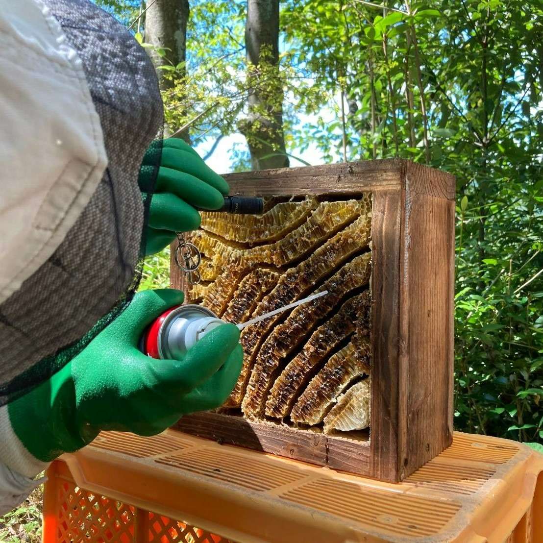 採蜜体験 | 里山のおはなし｜叶 匠壽庵 | ホームページ