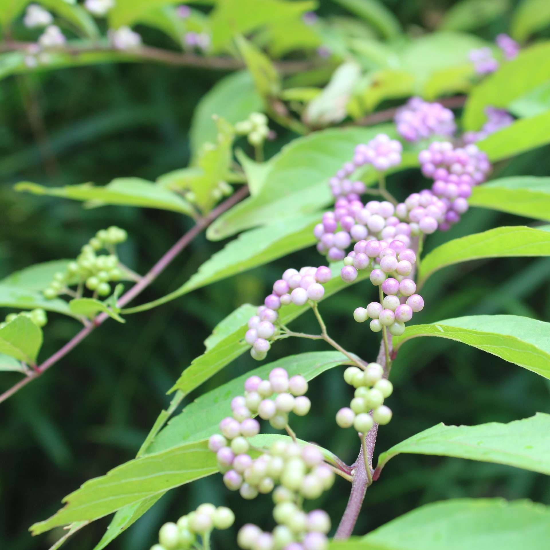 小紫 コムラサキ 里山のおはなし 叶 匠壽庵