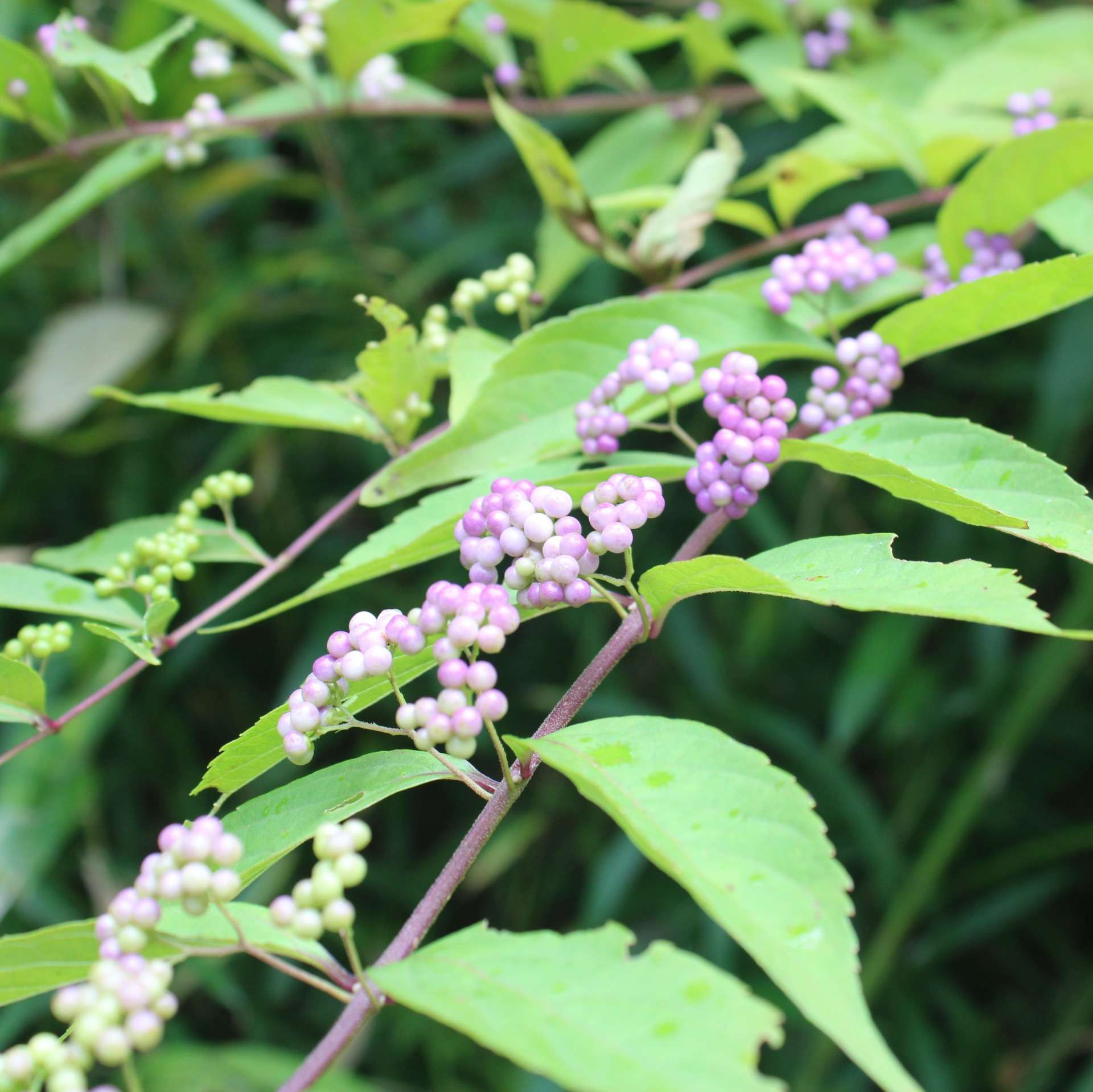 ムベの花 里山のおはなし 叶 匠壽庵