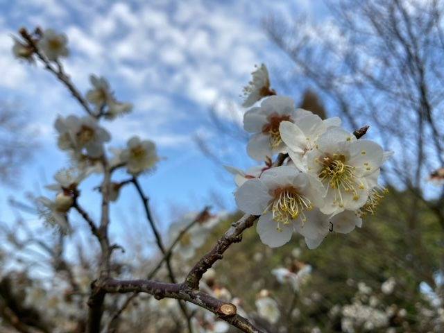【3/12更新】梅の開花状況2023年