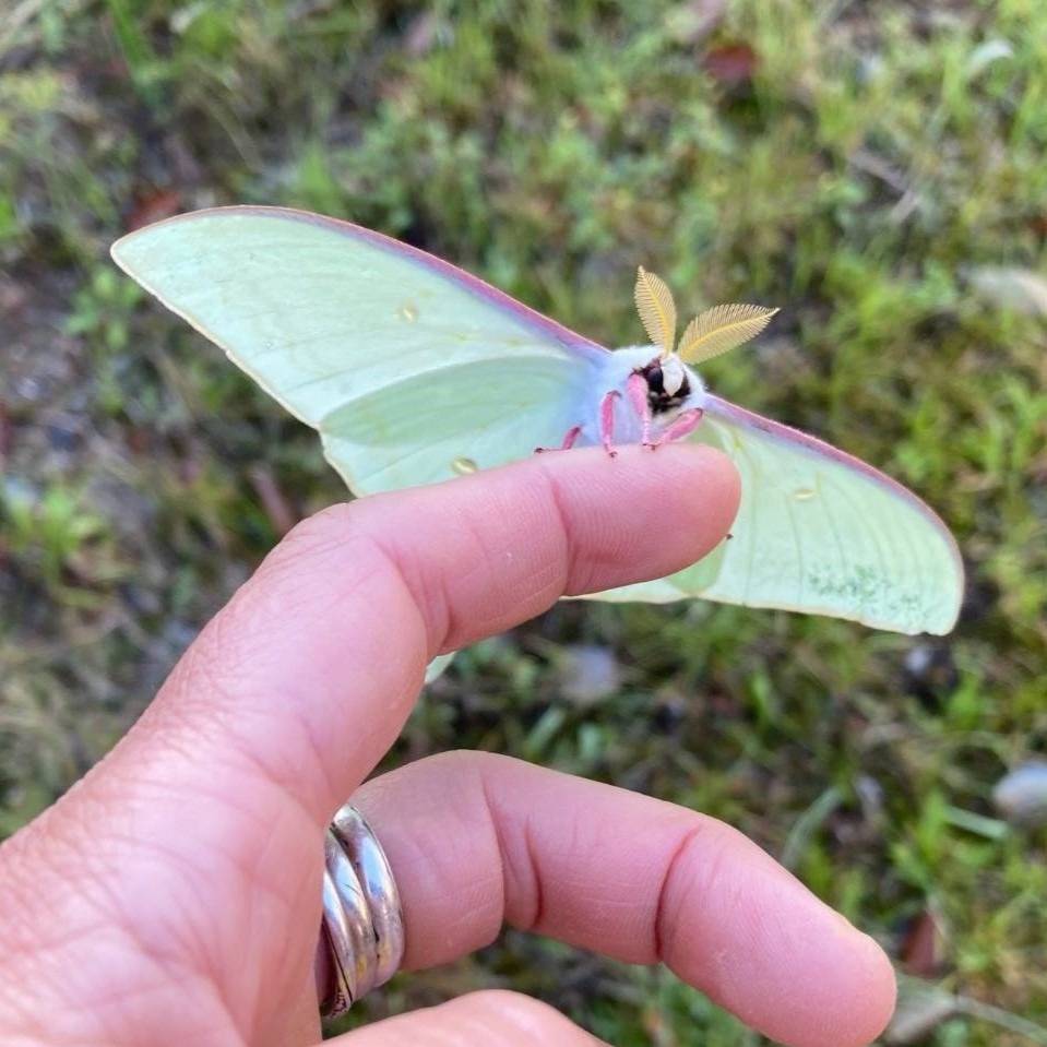 オオミズアオ | 里山のおはなし｜叶 匠壽庵