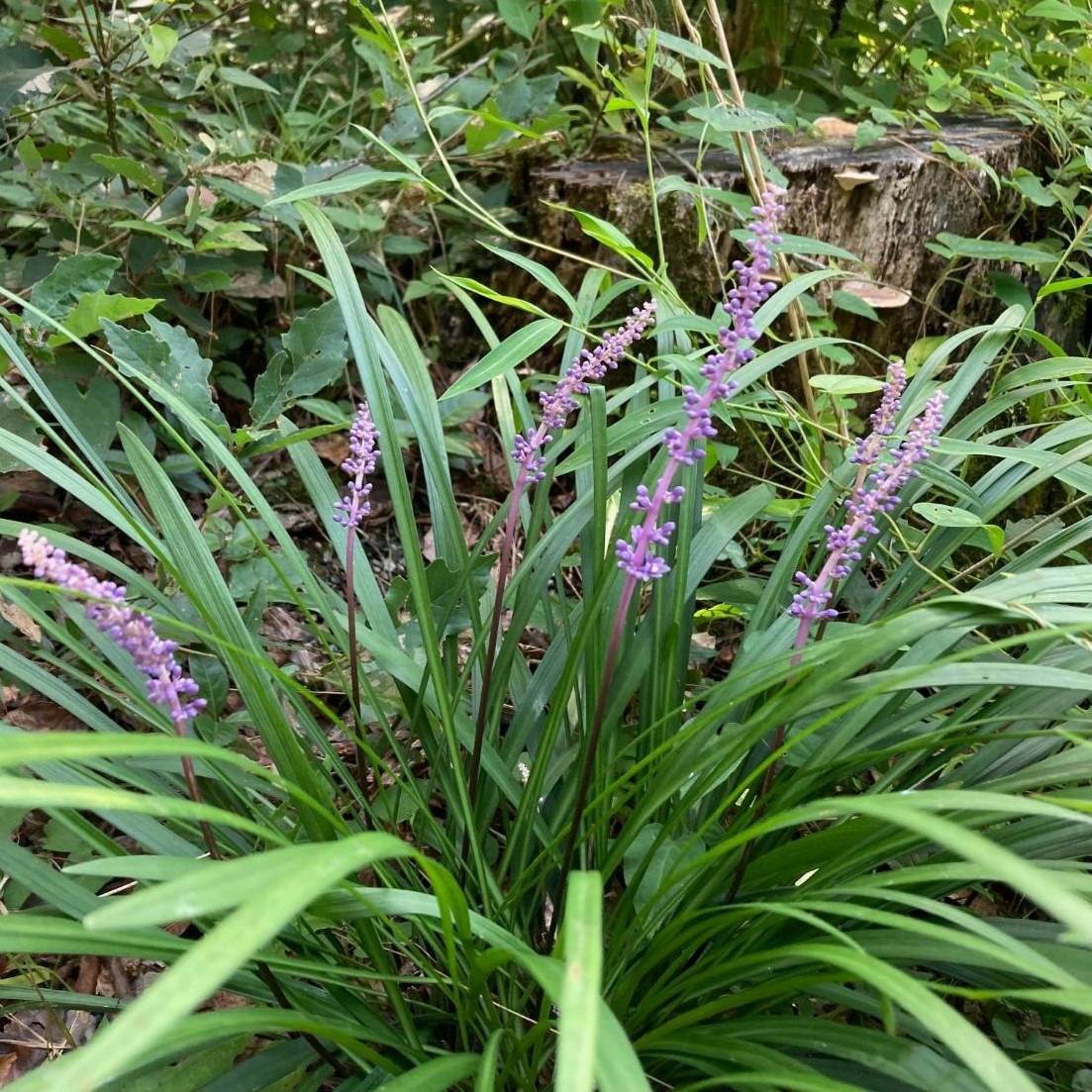 野の花径のヤブラン | 里山のおはなし｜叶 匠壽庵 | ホームページ