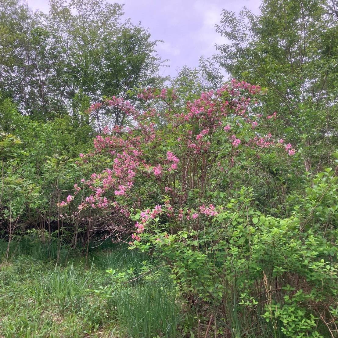 5月の花 | 里山のおはなし｜叶 匠壽庵 | ホームページ