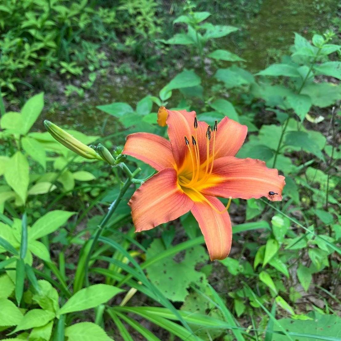 ノカンゾウ | 里山のおはなし｜叶 匠壽庵