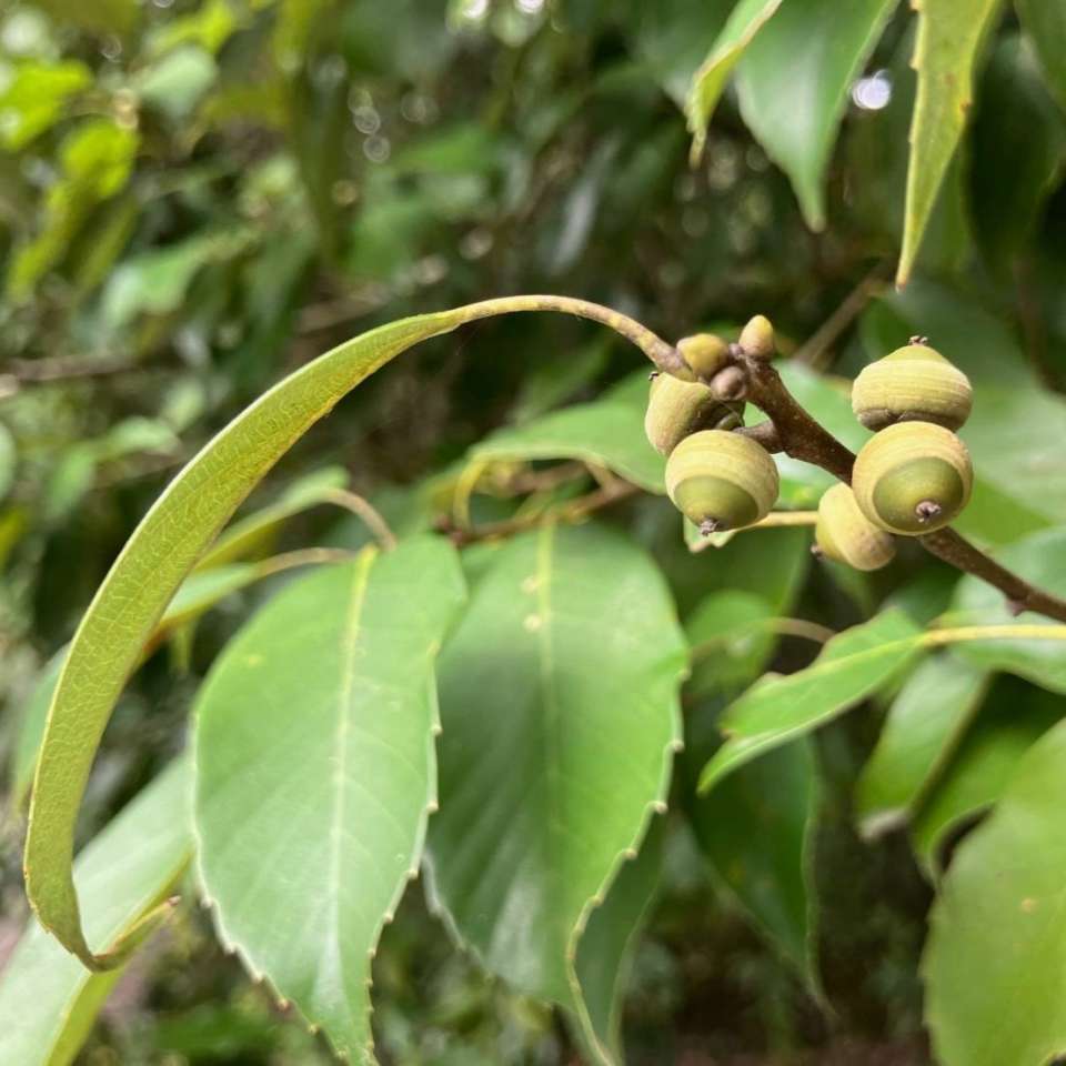 コナラ どんぐりの木 雑木 庭 里山