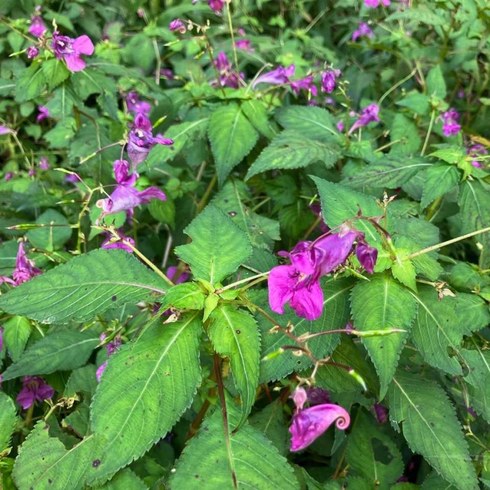 ツリフネソウ | 里山のおはなし｜叶 匠壽庵