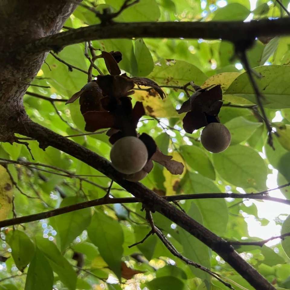 アブラチャン | 里山のおはなし｜叶 匠壽庵 | ホームページ