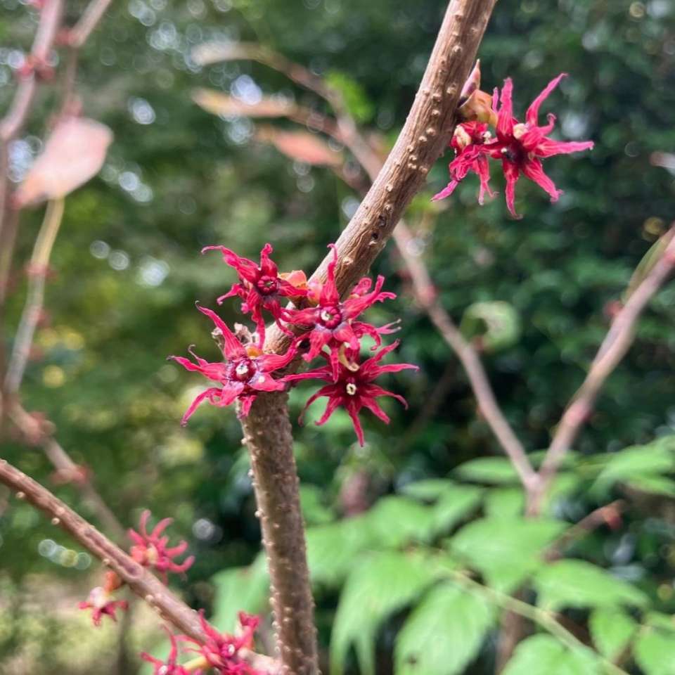 マルバノキ | 里山のおはなし｜叶 匠壽庵