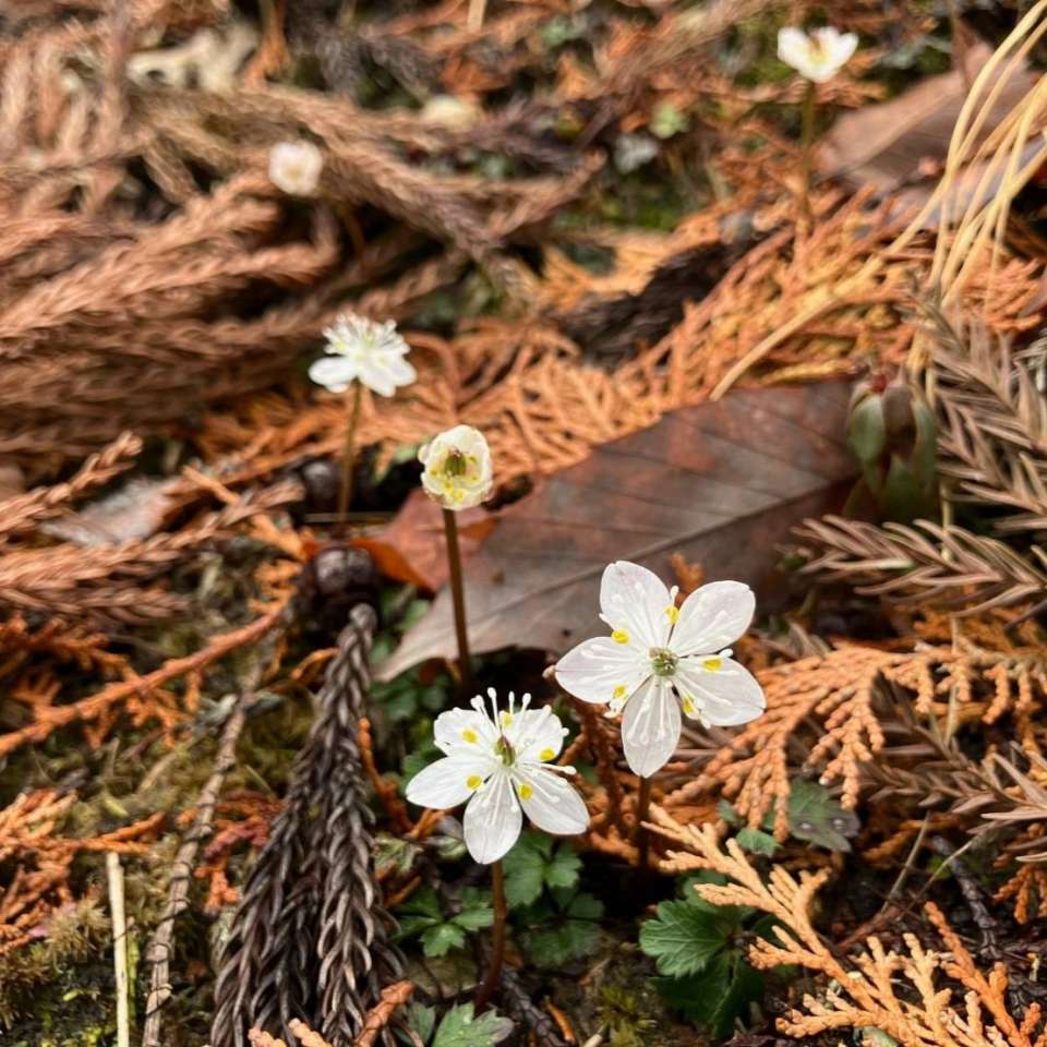 バイカオウレン | 里山のおはなし｜叶 匠壽庵 | ホームページ