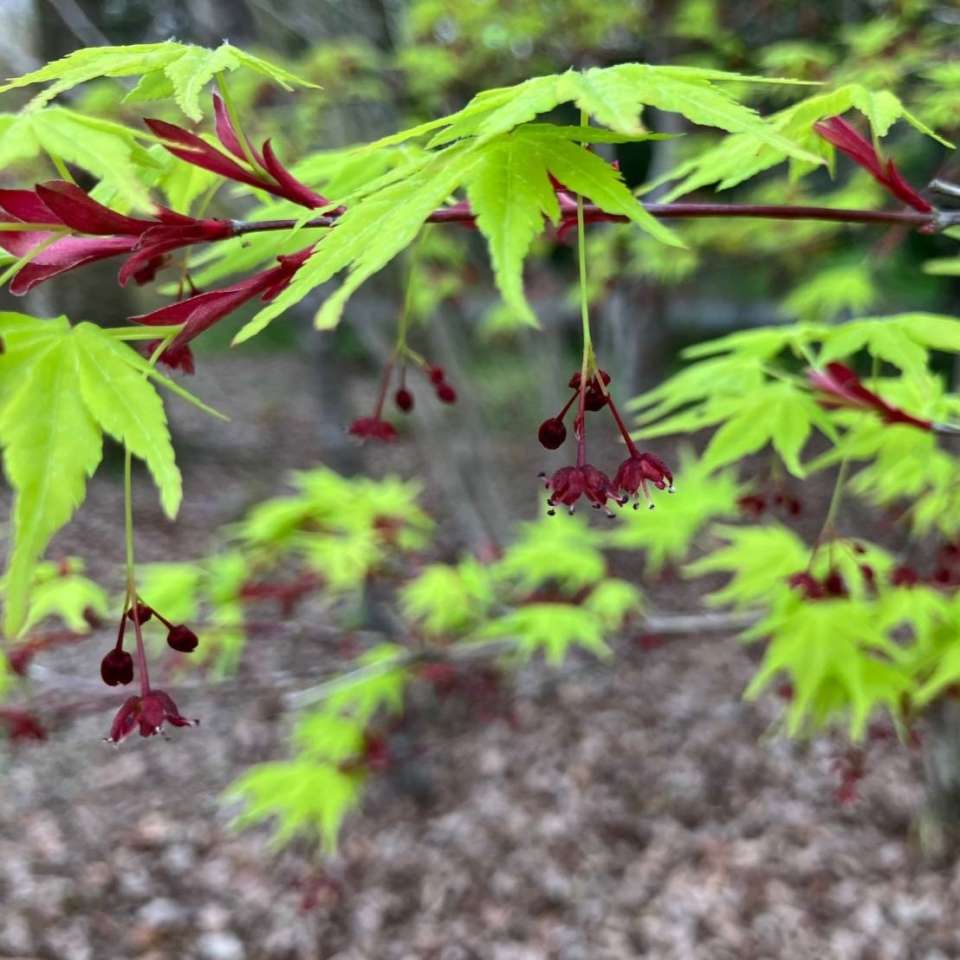 モミジの花 | 里山のおはなし｜叶 匠壽庵