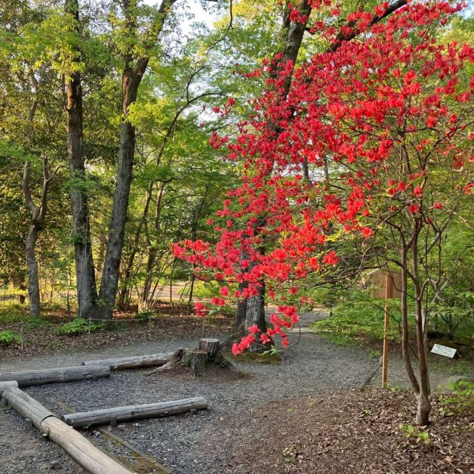 登録 和か葉苑 反物 生地 未使用 S 楽天市場】化繊きもの 反物 江戸小紋 三勝染め 単品 未仕立て ちりめん