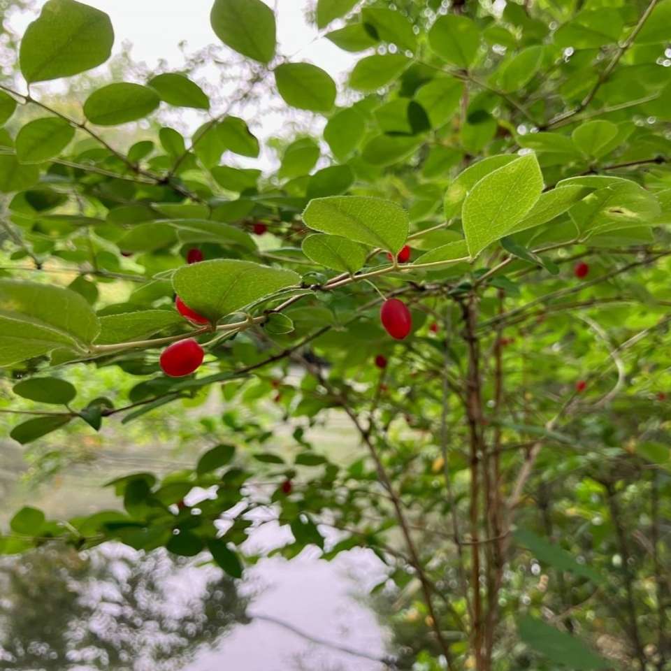 ウグイスカグラ | 里山のおはなし｜叶 匠壽庵