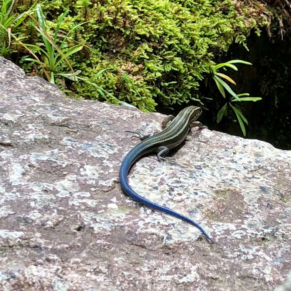 虹色トカゲ | 里山のおはなし｜叶 匠壽庵