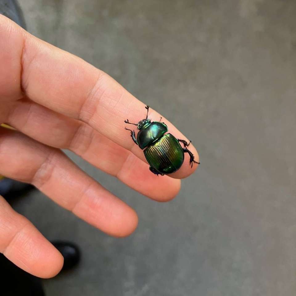 オオセンチコガネ | 里山のおはなし｜叶 匠壽庵