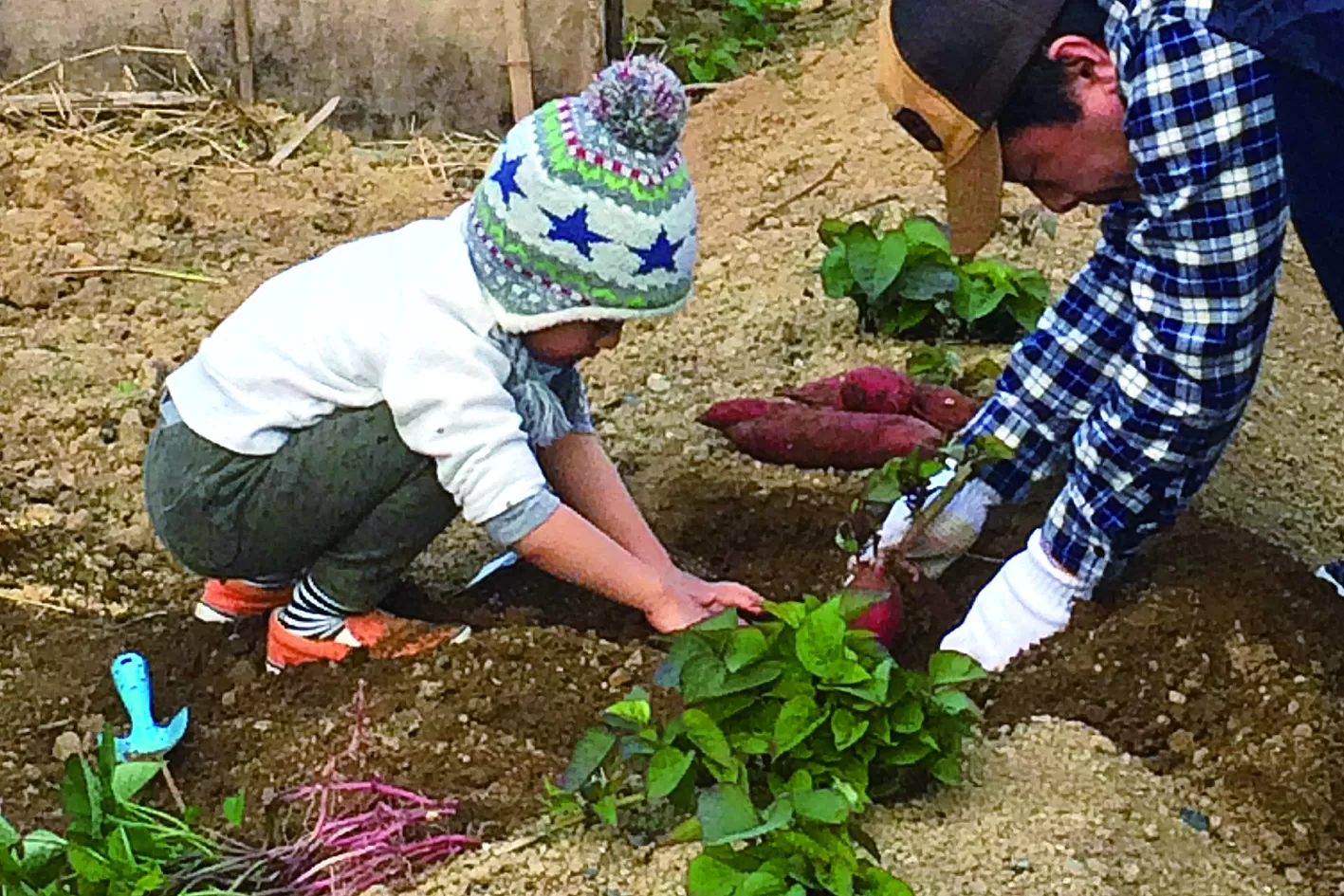 「秋のいもまつり2020」休耕田を活用した芋掘り体験