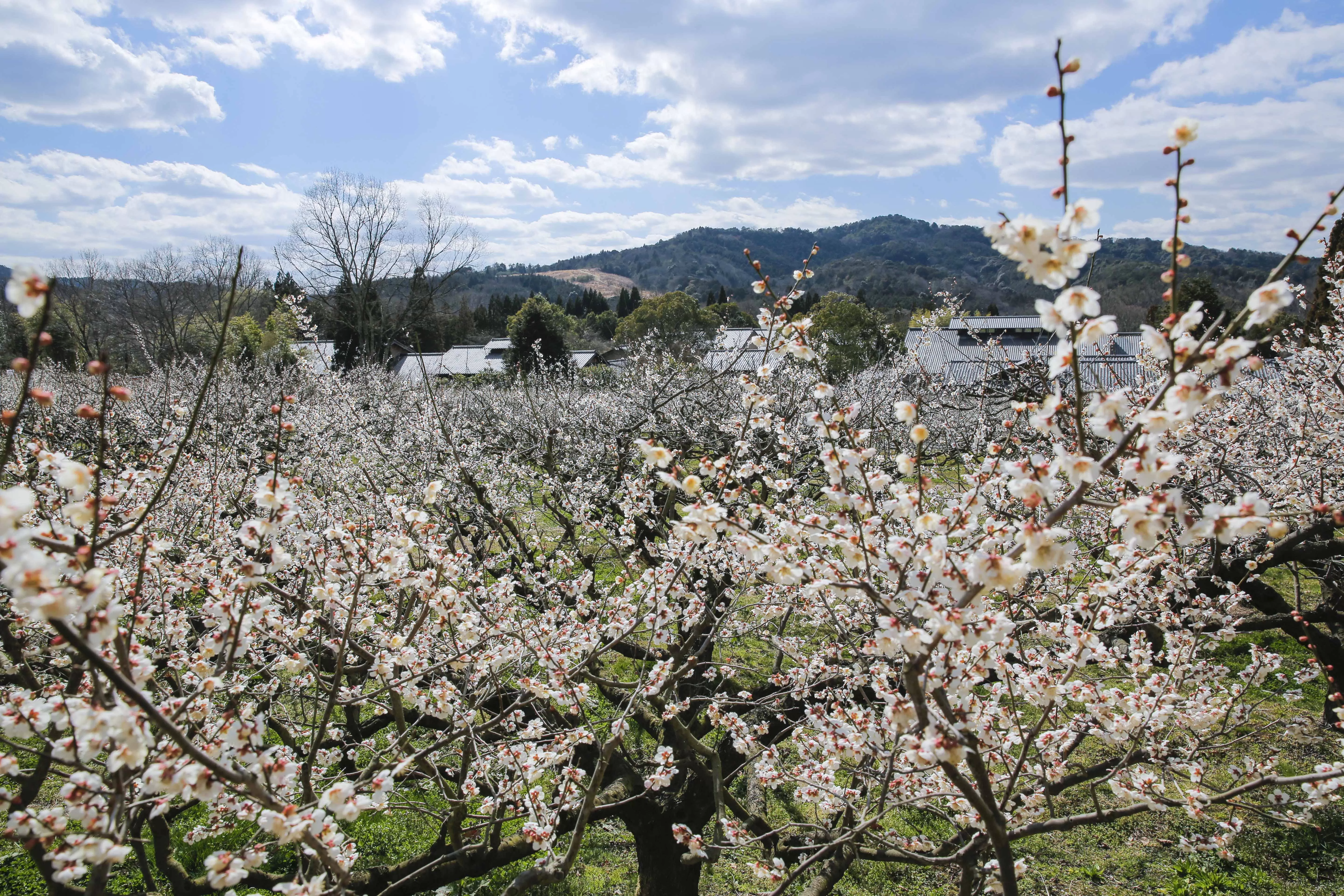 「寿長生の郷」の約1000本の梅の花が開花し始めました
