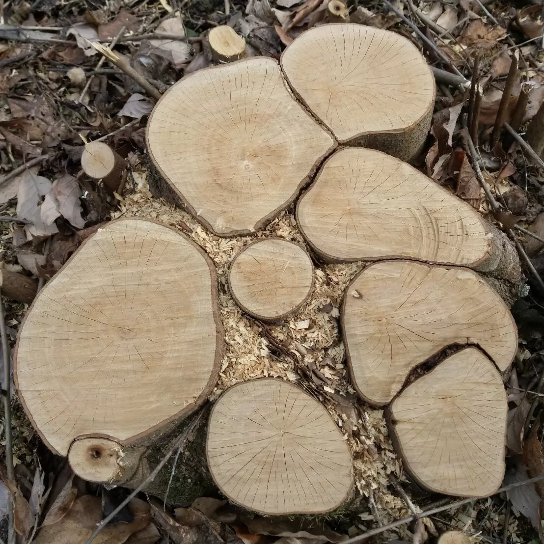 木のパズル