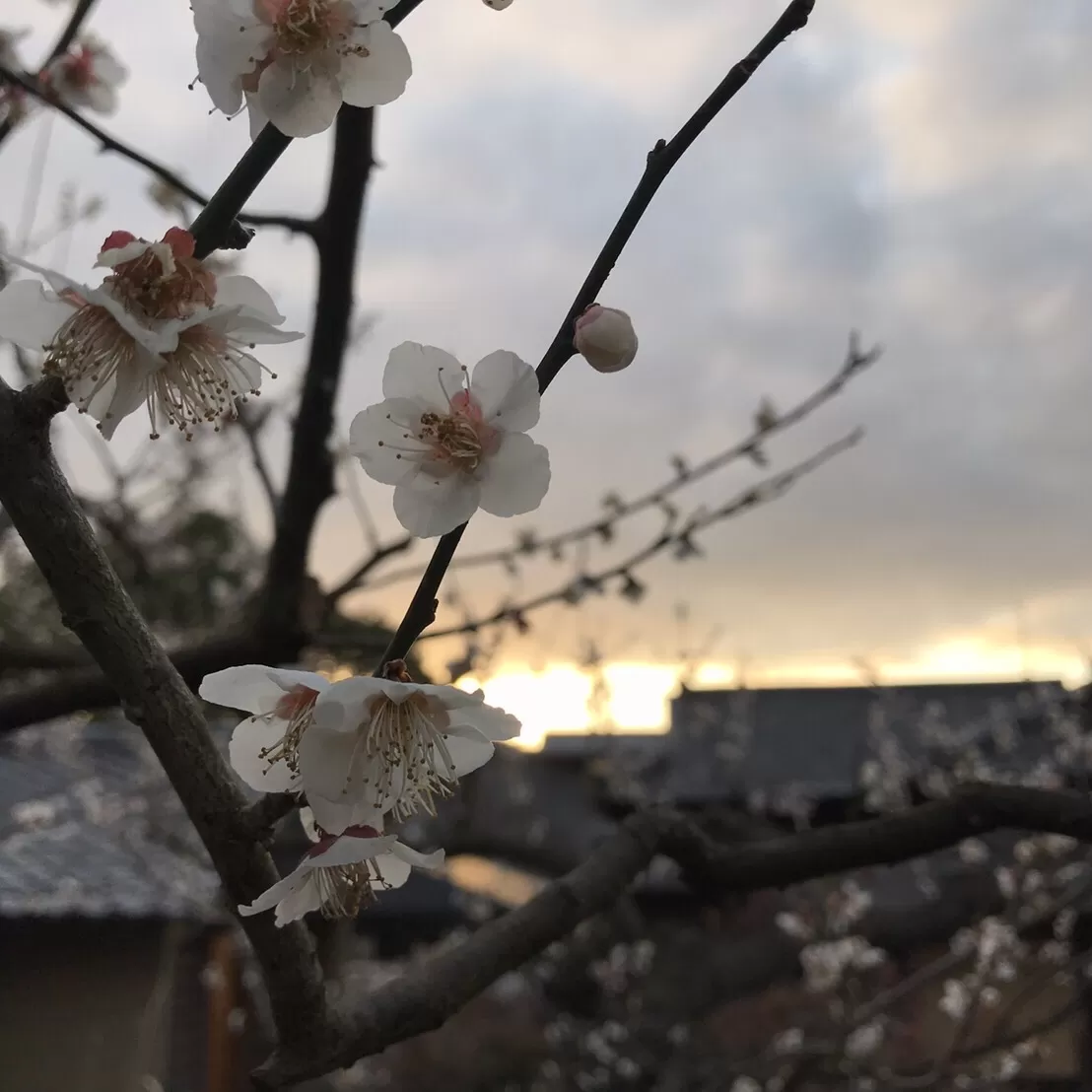 夕陽と梅