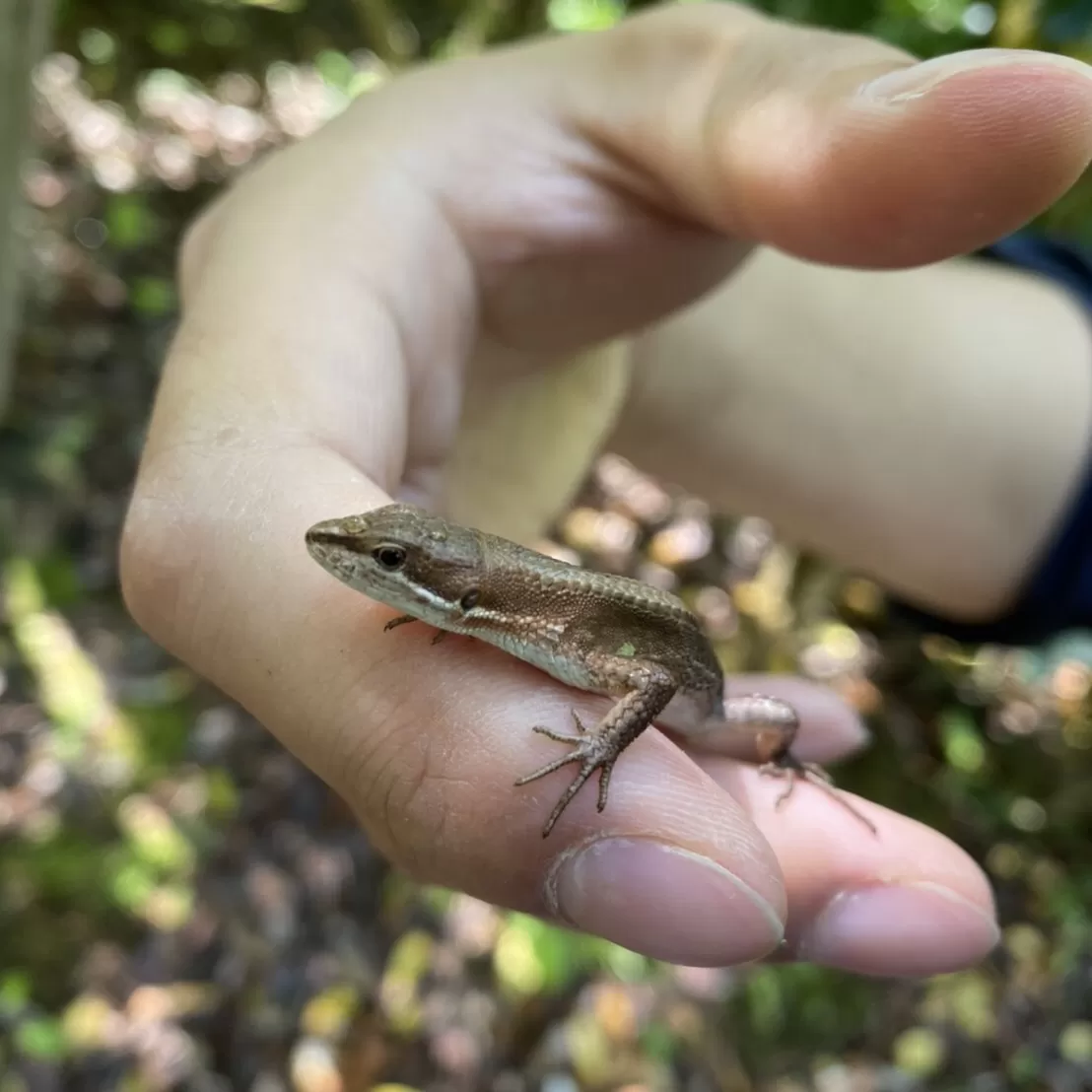 カナヘビ