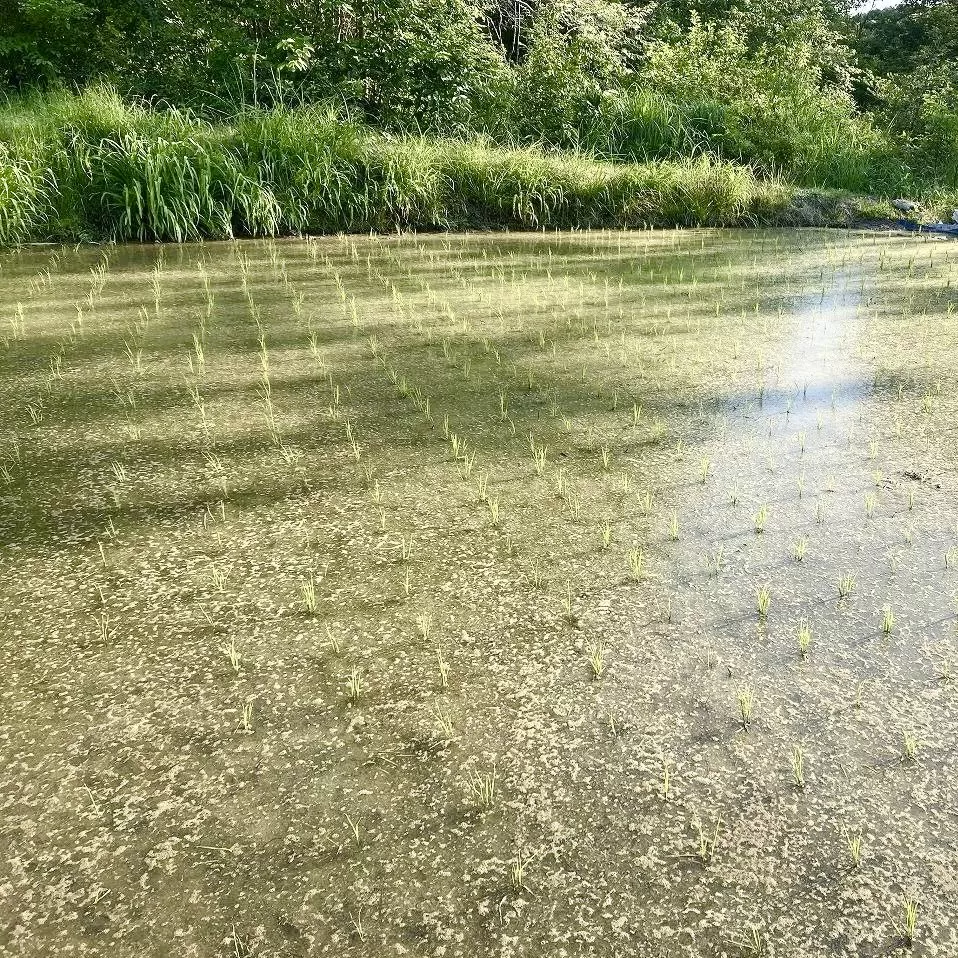 十日目の棚田