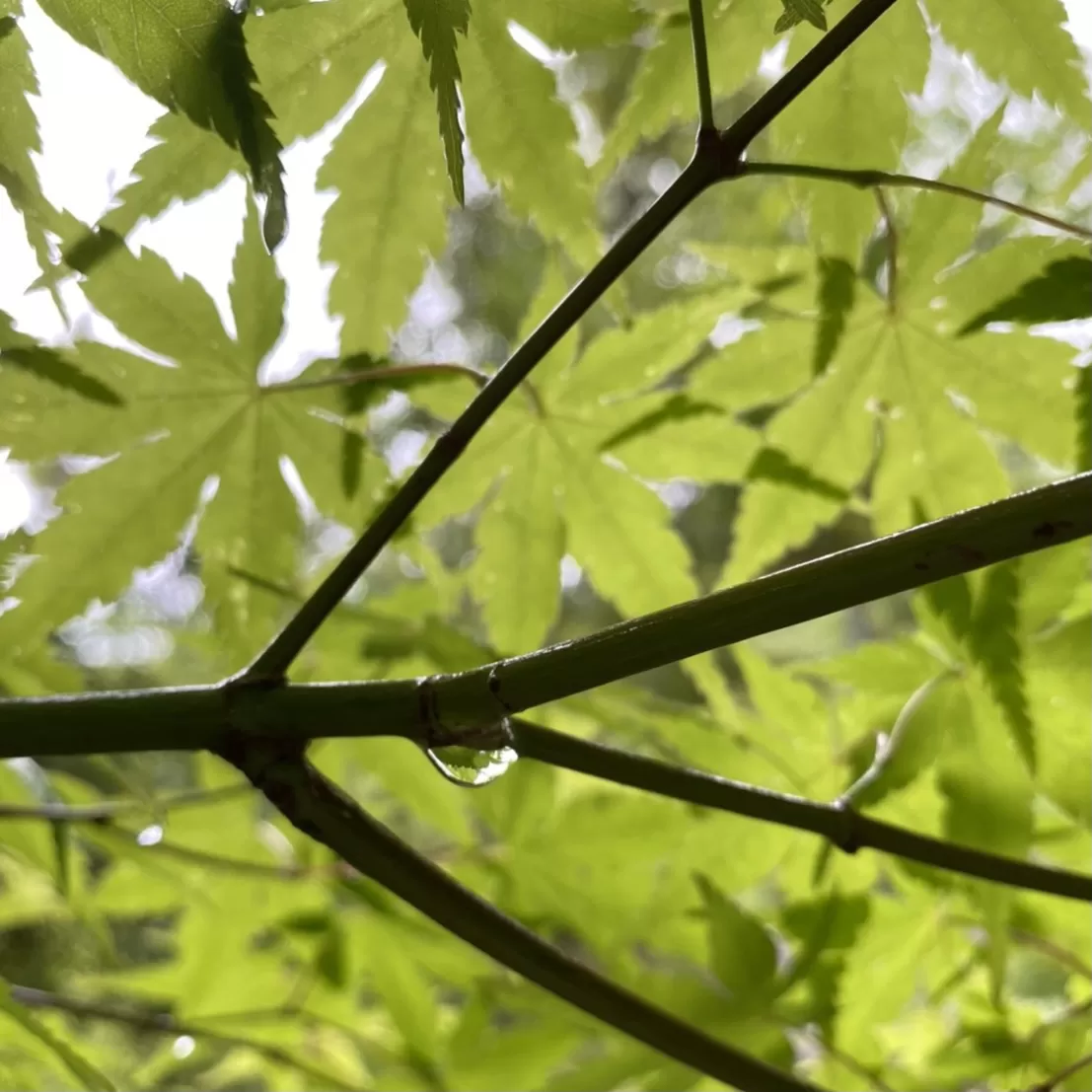 恵の雨