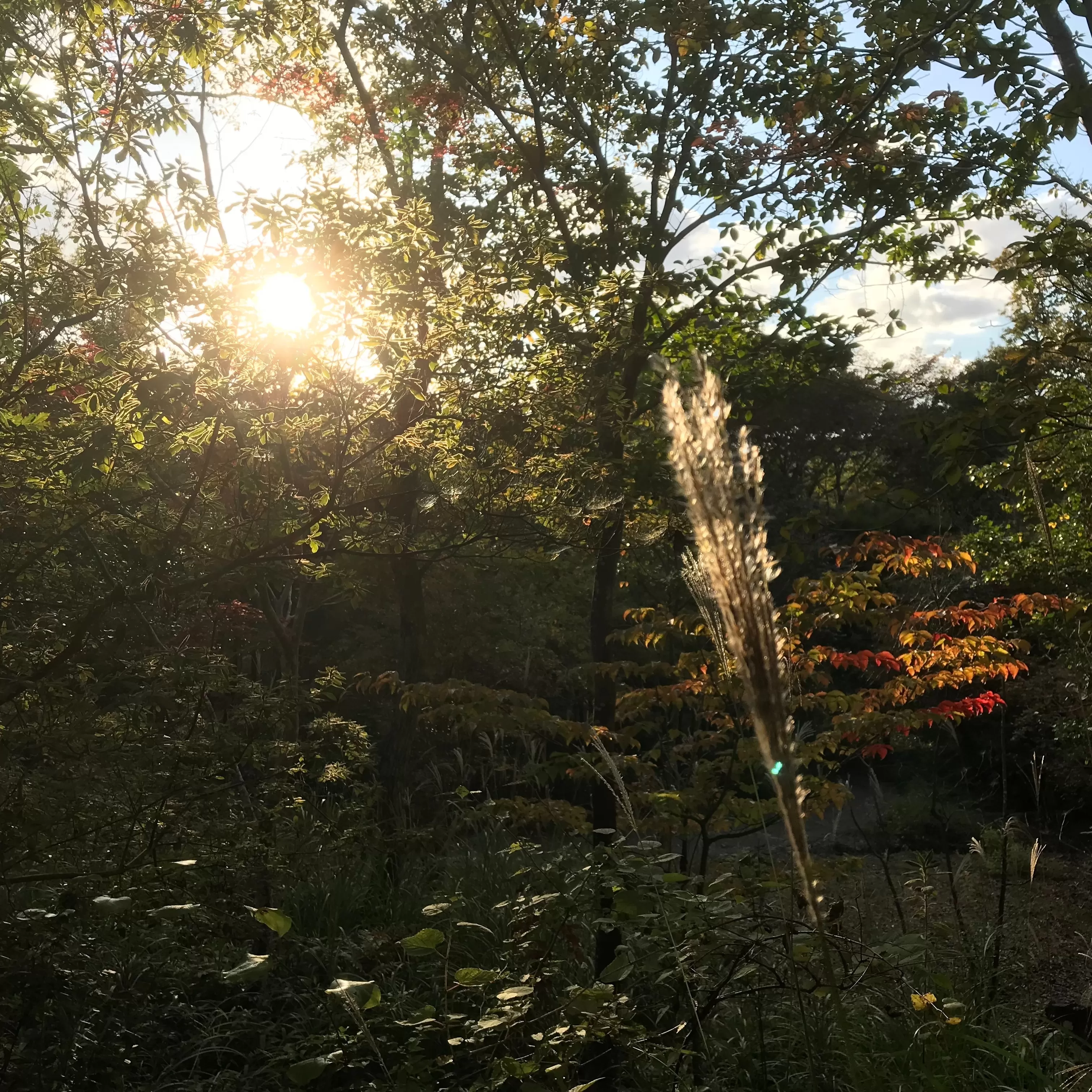 野道日暮れて