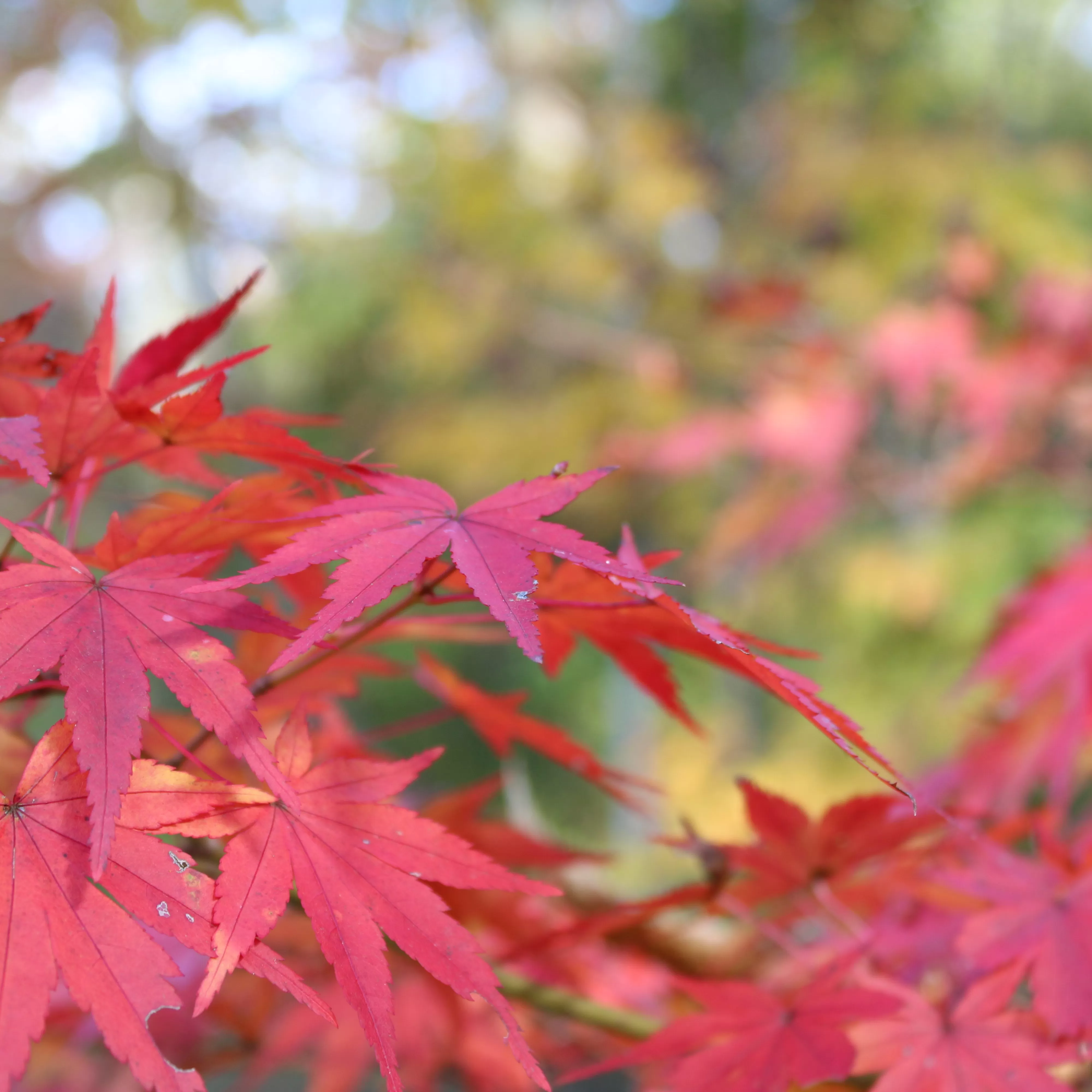 山粧う