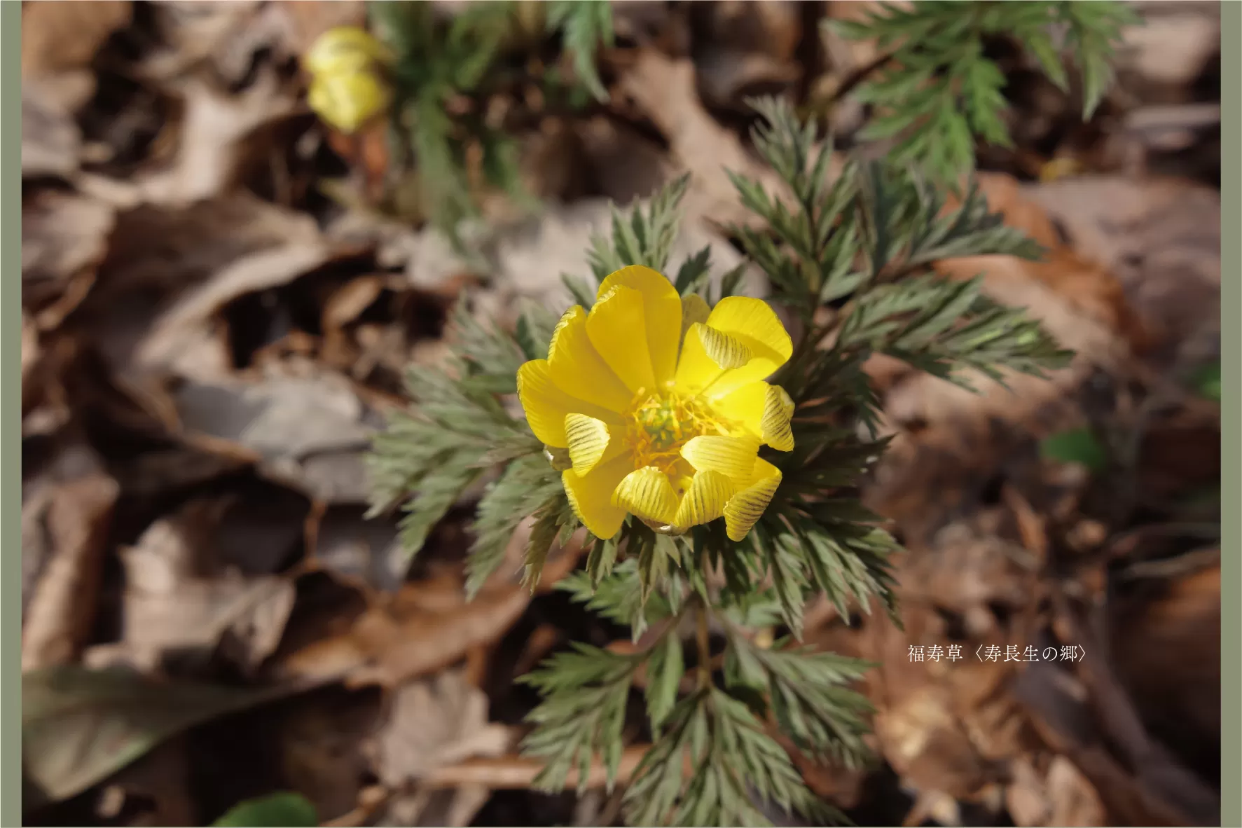 株式会社叶匠寿庵