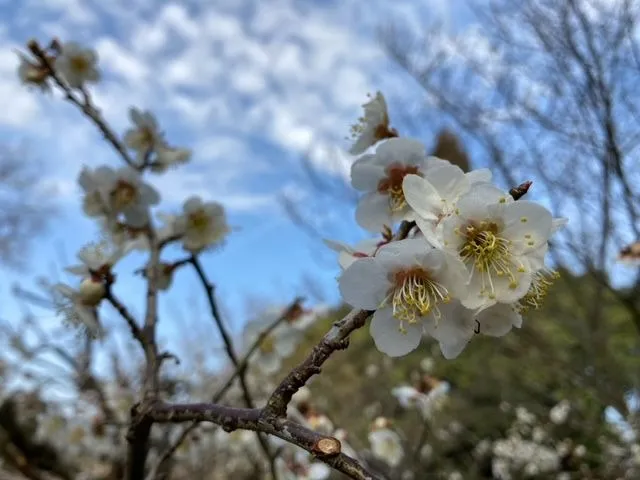 梅の開花状況2023年【更新終了】