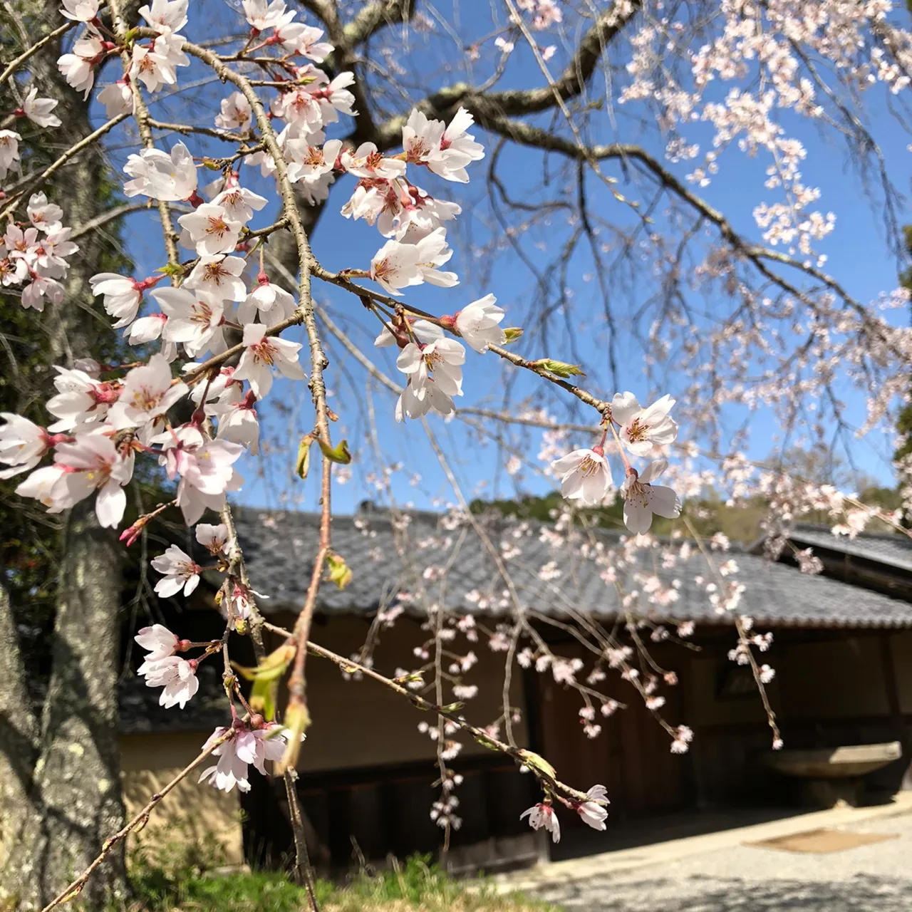 桜守