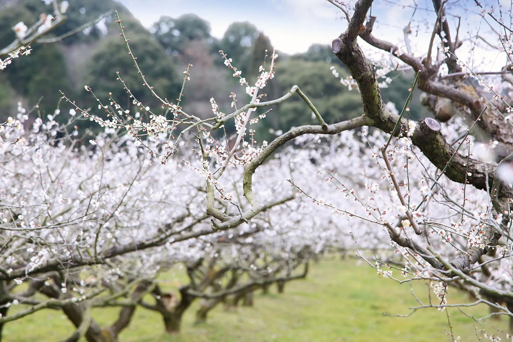 寿長生の郷にて梅林一面に咲き誇る城州白を堪能できる「花の宴 梅まつり2024」が2月23日(金・祝)より開催