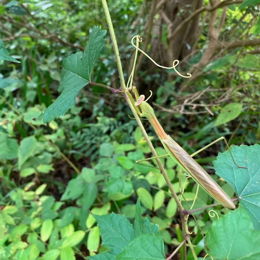 カマキリの秋