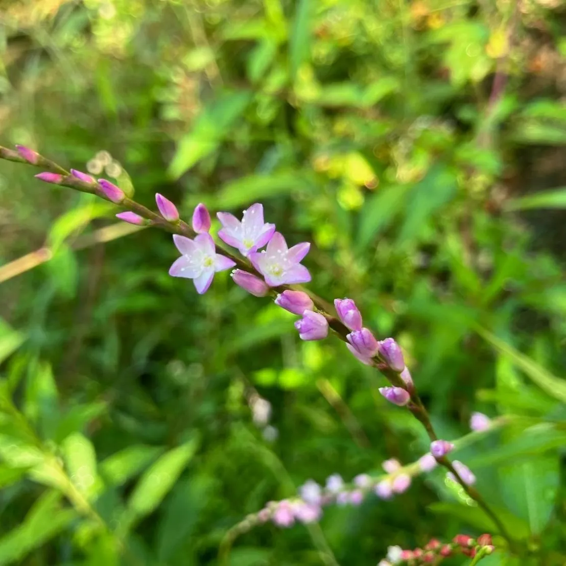 タデ科の植物