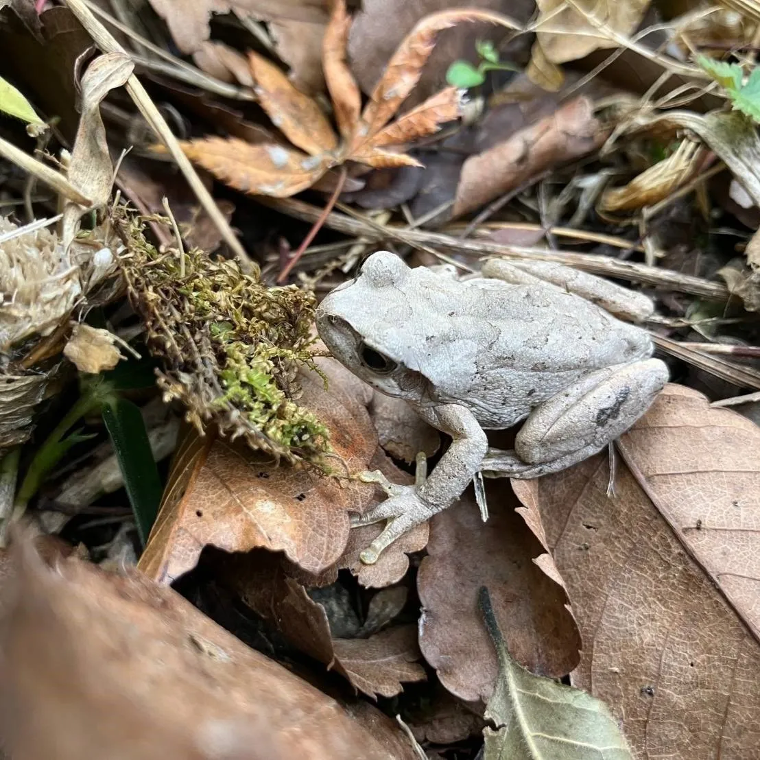 空風色のアマガエル